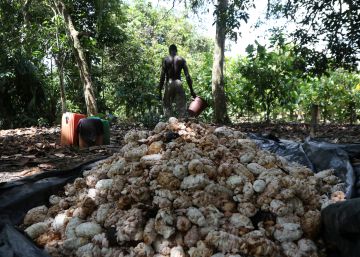 El chocolate amarga a los pobres de África