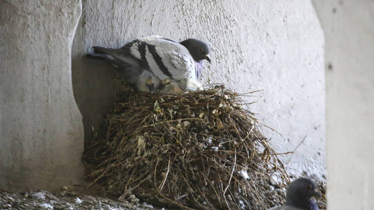 Una vecina, condenada a abandonar su piso durante un año por dar de comer a las palomas desde su ventana