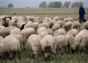 La agonía de los últimos pastores de España