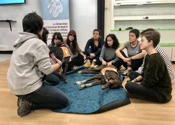 Terapia con perros y otras maneras de evitar el estrés académico
