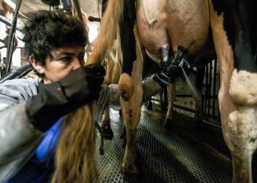 Una empresa despide a una veterinaria de baja porque “si cuida a su bebé lactante, puede ocuparse del ganado”