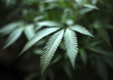 La hoja de marihuana no puede ser una marca