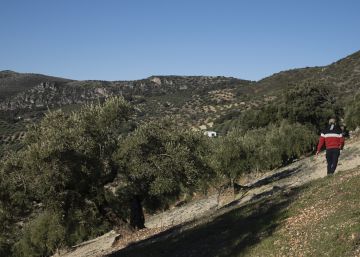 El 20% del olivar español, en riesgo de desaparición