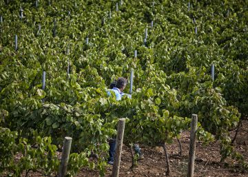 Cataluña bloquea el cava de Extremadura y Valencia