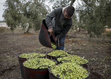 Los aranceles de Trump ya pasan factura al aceite de oliva español