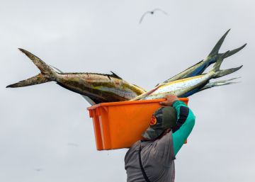 Marejada normativa para el atún ecuatoriano Marejada normativa para el atún ecuatoriano