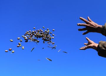 ¿Calentaría su casa con huesos de aceituna?