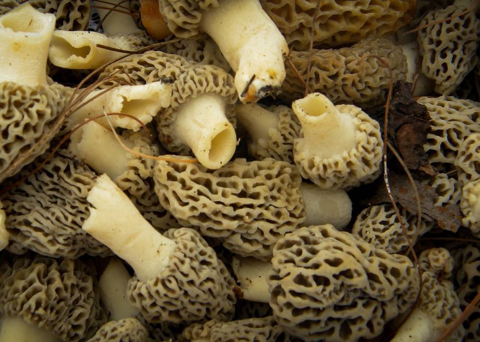 Colmenillas: Una exquisitez acusada de homicidio