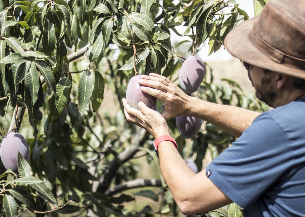 Un agricultor recoge mangos con el cuidado de quien coge a un bebé de dos meses