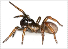 Una araña llamada Neil Young