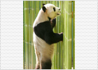 Inseminada la osa panda del zoo de Madrid