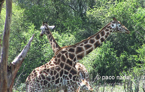 Karibu sana, Kenia