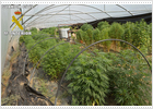 Dos detenidos por tener una plantación de marihuana en Pedrezuela