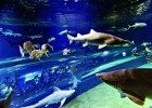 Fotogalería: el mayor acuario de Europa