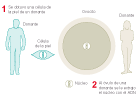 Clonación de células humanas
