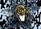 Esta abeja guarda un misterio Esta abeja guarda un misterio