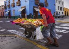 La magia de recorrer una serpiente amarilla