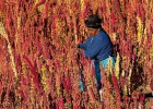 Quinua: la revolución del
grano de oro