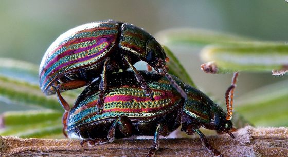 Cópula de Chrysolina americana.