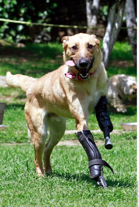 El milagro de 'Fresa' y otros hachazos | Blog AnimalesyCia | EL PAÍS