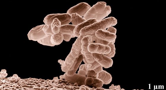 La bacteria E. coli colabora en los procesos digestivos