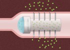 Una píldora con agujas pone inyecciones desde dentro del cuerpo