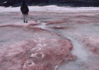 ¿Existe nieve de color rosa?