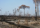 Los grandes propietarios, causantes de la deforestación de la Amazonia