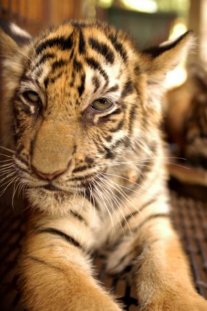 Objetivo: salvar al tigre