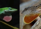 Lagarto da Flórida evolui em 15 anos após invasão de primo cubano