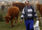 Los ataques de lobos se multiplican en Ávila Los ataques de lobos se multiplican en Ávila