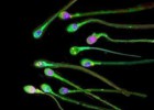 El propio semen protege al VIH
de los antivirales