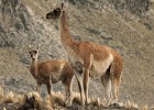 ¿Cuánto cuesta la Patagonia?
