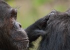 La violencia sexista de los chimpancés