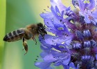 A redução da variedade de flores está matando as abelhas