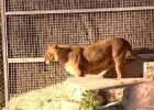 Así atacaron a un hombre los leones del zoo de Barcelona Así atacaron a un hombre los leones del zoo de Barcelona