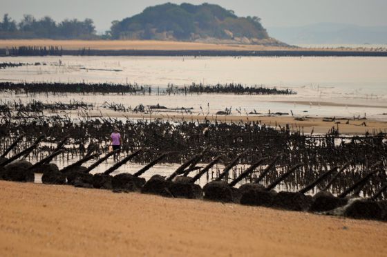 Una mariscadora recoge ostras en una de las playas de pequeño Kinmen, sembrado de defensas contra posibles desembarcos.