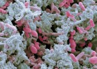 Nuevos antibióticos combaten las bacterias superresistentes Nuevos antibióticos combaten las bacterias superresistentes
