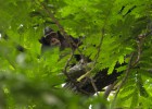 Los últimos chimpancés de Senegal