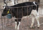 China abre la vía hacia animales transgénicos sin enfermedades China abre la vía hacia animales transgénicos sin enfermedades