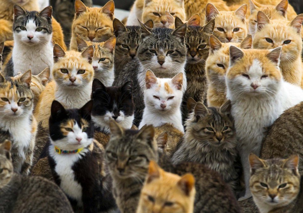 La isla de los gatos