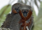 Nova espécie de macaco é descoberta na selva amazônica