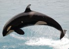 ¿Quién quiere a una ballena menopáusica?