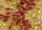 Cada persona alberga un kilo de bacterias