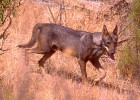 Una débil frontera para el lobo ibérico