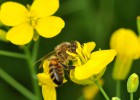 Las abejas prefieren néctar con pesticidas