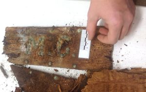 A coffin with the initials M.C. was recently found inside the Madrid convent where Cervantes is thought to lie buried.