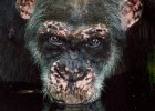 Las chimpancés cazadoras dan pistas sobre los primeros humanos