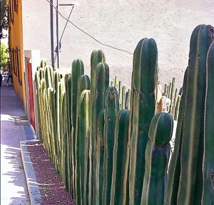Casa-estudio de los pintores Frida Kahlo y Diego Rivera en México, con un jardín de Cactus que también sirve de valla natural.