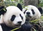 Al oso panda le sienta mal el bambú